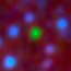 The green dot located in the center of the star field is the first brown dwarf captured by WISE.